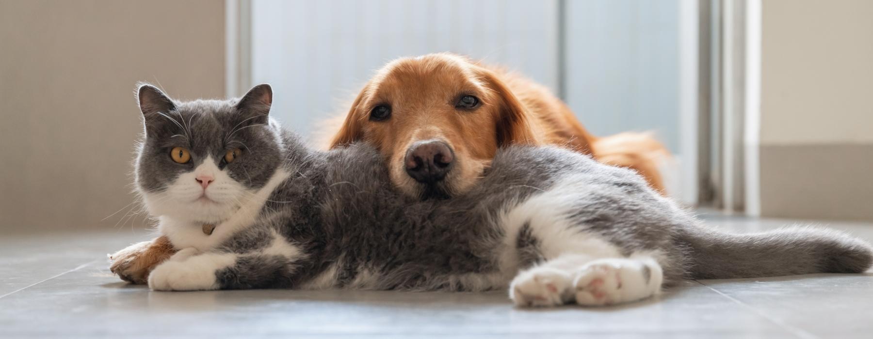 a dog and a cat lying on the floor